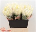 Протея-Protea-Cy Ayoba A Ic-50cm 161f4294-63e5-11ed-0a80-048c003b53d5