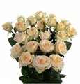 Роза куст-Rosa sp-Mineola--60cm-Ge 16241213-fbe4-11ed-0a80-0795001419b3