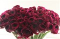 Ранункулус-Ranunculus-Cloni Extra Renoir-45cm 162d860d-63e5-11ed-0a80-048c003b53d8