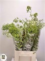 Шиповник-Rosa-Corallo-70cm 16349b3f-63e5-11ed-0a80-048c003b53db