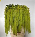 Амарант-Amaranthus-Ca Gree Spider-80cm 018fb940-73cd-11f0-0a80-01d4000132fd