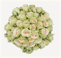 Роза куст-Rosa sp-Febonacci Yantra-60cm-FE 1637b859-634d-11ee-0a80-118800065ef5