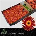 Гербера-Gerbera-Di Maggio Doos-45cm 163b1c4c-9d66-11f0-0a80-00e30000be7e