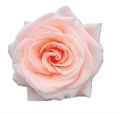 Роза-Rosa-Sisley-50cm--CN 164186c0-2fa6-11ef-0a80-160700095c87