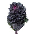 Брассика-Brassica-Black Angel-65cm 1646832b-63e5-11ed-0a80-048c003b53de
