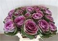 Брассика-Brassica-Crane Pink-55cm 164ccac6-63e5-11ed-0a80-048c003b53e1