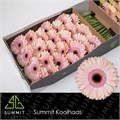 Гербера-Gerbera-Gr Alliance-45cm 16512acc-9d66-11f0-0a80-00e30000be84