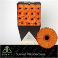 Гербера-Gerbera-Gr Applause-45cm 16537cdc-9d66-11f0-0a80-00e30000be87
