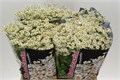 Матрикария-Tanacetum-Cameron-60cm 1655b872-6e29-11ef-0a80-153d0016895f