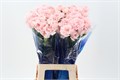 Гвоздика ст-Dianthus st-Pink Maruchi Hi-70cm 165e65c3-bfa4-11ec-0a80-0b4c00069d8b