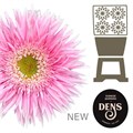 Гербера-Gerbera-Spider Flik Diamond-50cm 16614614-9d66-11f0-0a80-00e30000be8d