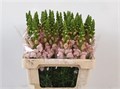 Антирринум-Antirrhinum-Costa Silver Ex-75cm 166616e4-6e29-11ef-0a80-153d00168965