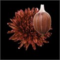 Хризантема одн-Chrysant Gr-Antonov Brown-70cm 019a44a5-bfa6-11ec-0a80-0b4c0008662d