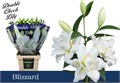 Лилия-Lilium-Ot Blizzard Du-90cm 1666da04-e14c-11ef-0a80-17f1006d724e