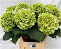 Гортензия-Hydrangea-Ov Verena Cl-80cm 1666e93d-9d66-11f0-0a80-00e30000be90