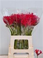 Нерине-Nerine-Elegance Amor-60cm 166eedc9-9d66-11f0-0a80-00e30000be96