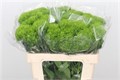 Гвоздика-Dianthus-Barb Green Wicky-60cm 166f90db-63e5-11ed-0a80-048c003b53e4