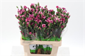 Гвоздика куст-Dianthus tr-Solomio Bono-65cm 1673ac94-bfa4-11ec-0a80-0b4c00069dab
