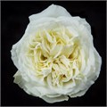 Роза-Rosa-Mayra's White-40cm-FL 019ac10a-bfa9-11ec-0a80-0b4c000ae7f0
