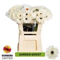 Гербера-Gerbera-Garden Ghost Diamond-45cm 1678b022-63e5-11ed-0a80-048c003b53e7