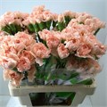 Гвоздика ст-Dianthus st-Peach Novia-70cm 167a78db-bfa4-11ec-0a80-0b4c00069db4