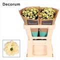Каланхое-Kalanchoe-Diamond Cream-50cm 167c4c14-efdf-11ec-0a80-0e4d00165028