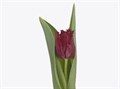Тюльпан-Tulip-Fr Philly Belle-38cm-34gr 167e0578-e14c-11ef-0a80-17f1006d725a