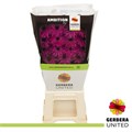 Гербера-Gerbera-Renegade Diamond-45cm 167fd08d-63e5-11ed-0a80-048c003b53ea