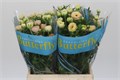 Ранункулус-Ranunculus-Butterfly Ariadne-40cm-25gr 1680cf22-9d66-11f0-0a80-00e30000be99