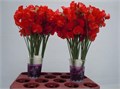 Латирус-Lathyrus-Parfum Red-40cm 1682dec9-efdf-11ec-0a80-0e4d0016502b