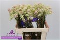 Серрурия-Serruria-Pretty N Whit-60cm 16832b79-9d66-11f0-0a80-00e30000be9c