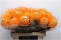 Леукоспермум-Leucospermum- Ayoba Sun-50cm 16882e9d-63e5-11ed-0a80-048c003b53ed