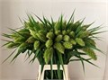 Сетария-Setaria-Italica-70cm 1688cc15-9d66-11f0-0a80-00e30000be9f