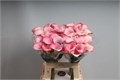Калла-Zantedechia-Blushing Lady-80cm 168b2769-9d66-11f0-0a80-00e30000bea2