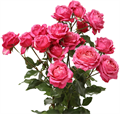 Роза куст-Rosa sp-Julieta Cerise--60cm-Si 168ea399-723f-11ed-0a80-057300116ba9