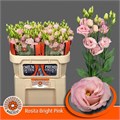 Лизиантус G-Lisianthus G-Du Rosita Bright Pink-70cm 168eba90-6e29-11ef-0a80-153d00168971