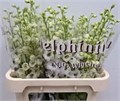 Дельфиниум-Delphinium-Du Dew Rocket-90cm 01a1df2e-73cd-11f0-0a80-01d400013300
