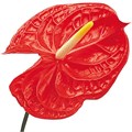 Антуриум-Anthurium-Tropical 168f15b1-9aa3-11f0-0a80-02d60003d78a