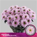 Хризантема куст-Chrysant Tr-Commander Pink-70cm-70gr 16997f60-e14c-11ef-0a80-17f1006d7260