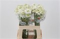 Скабиоза-Scabiosa-At Scoop White-60cm 169bf4a9-efdf-11ec-0a80-0e4d0016502e