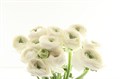 Ранункулус-Ranunculus-Cloni Extra Firenze-45cm 169ee3fb-63e5-11ed-0a80-048c003b53f0