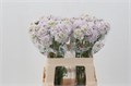 Скабиоза-Scabiosa-Focal Spotlight-60cm 16a2d194-efdf-11ec-0a80-0e4d00165031