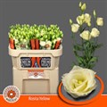 Лизиантус G-Lisianthus G-Du Rosita Yellow-70cm 16a390dd-6e29-11ef-0a80-153d0016897a