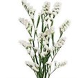 Лимониум-Limonium-Glacler White-60cm-So 16a3a867-39de-11ef-0a80-101800222f68
