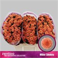 Хризантема сант-Chrysant sant-Miller Smokey-55cm-120gr 16a3d4a2-9d66-11f0-0a80-00e30000bea5