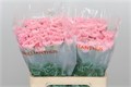 Гвоздика ст-Dianthus st-Pink Montezuma-60cm 16afbe5c-bfa4-11ec-0a80-0b4c00069dfe