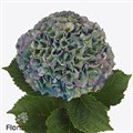 Гортензия-Hydrangea-Parade Classic-80cm 16b029cb-6e29-11ef-0a80-153d0016897d