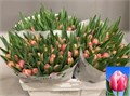 Тюльпан-Tulip-Du Columbus Extra-38cm-32gr 01a50c8c-8bf4-11ed-0a80-070800d38cf0