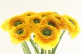 Ранункулус-Ranunculus-Cloni Extra Omega-45cm 16b0d898-63e5-11ed-0a80-048c003b53f6