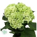 Гортензия-Hydrangea-Verena Green Lime Classic-80cm 16b45a44-6e29-11ef-0a80-153d00168980